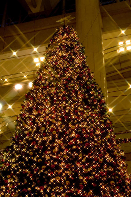 无人,竖图,室外,夜晚,仰视,植物,照明,圣诞节,悬挂,节日,庆祝,装饰,彩灯,挂饰,灯光,圣诞树,圣诞球,文化,灯,球,装饰品,树,树木,黄色,红色,绿色,自然,装饰物,工艺品,灯具,庆典,球体,闪耀,花灯,生长,成长,纪念,华丽,修饰,明亮,照亮,点缀,照明设备,饰物,装饰灯,衬托,美观,雅致,雅观,彩图,低角度拍摄