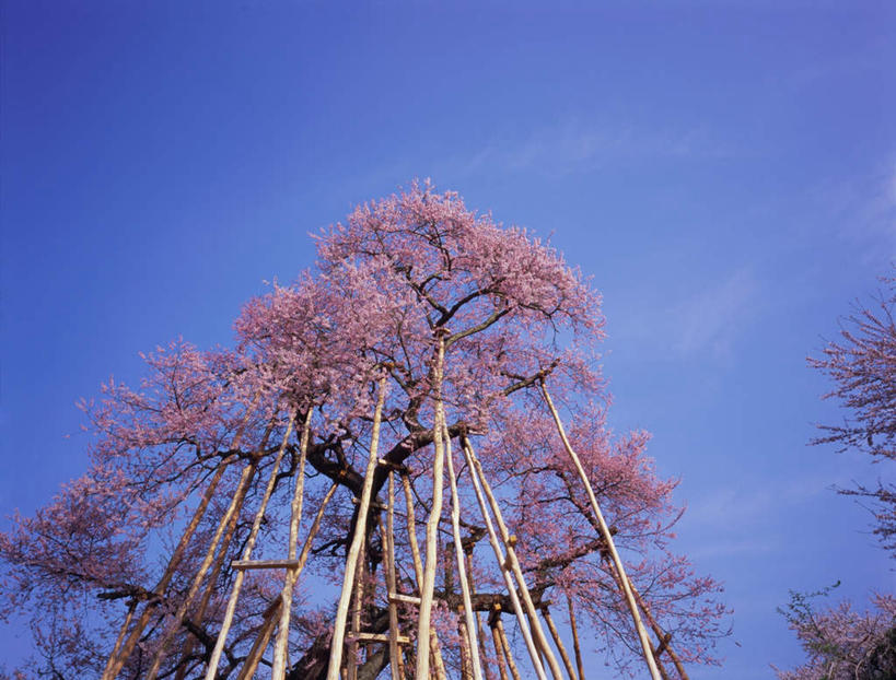 无人,横图,室外,白天,仰视,度假,幸福,纯洁,美景,植物,城市风光,城市,樱花,日本,亚洲,盛开,景观,云,云朵,樱花树,花蕾,云彩,娱乐,花,花瓣,花朵,鲜花,树,树干,树木,粉色,蓝色,白云,蓝天,天空,自然,天,花苞,花蕊,享受,休闲,景色,放松,生长,晴朗,成长,等待,生命,东亚,本州,本州岛,日本国,东北地方,山形,山形县,仙樱花,福岛樱,青肤樱,高尚,热烈,晴空,荆桃,彩图,低角度拍摄