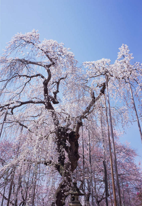 无人,竖图,室外,白天,仰视,度假,幸福,纯洁,美景,植物,城市风光,城市,樱花,日本,亚洲,盛开,景观,樱花树,花蕾,娱乐,花,花瓣,花朵,鲜花,树,树木,粉色,蓝色,蓝天,天空,自然,天,花苞,花蕊,享受,休闲,景色,放松,生长,晴朗,成长,等待,生命,东亚,本州,万里无云,本州岛,日本国,东北地方,山形,山形县,仙樱花,福岛樱,青肤樱,高尚,热烈,晴空,晴空万里,荆桃,彩图,低角度拍摄