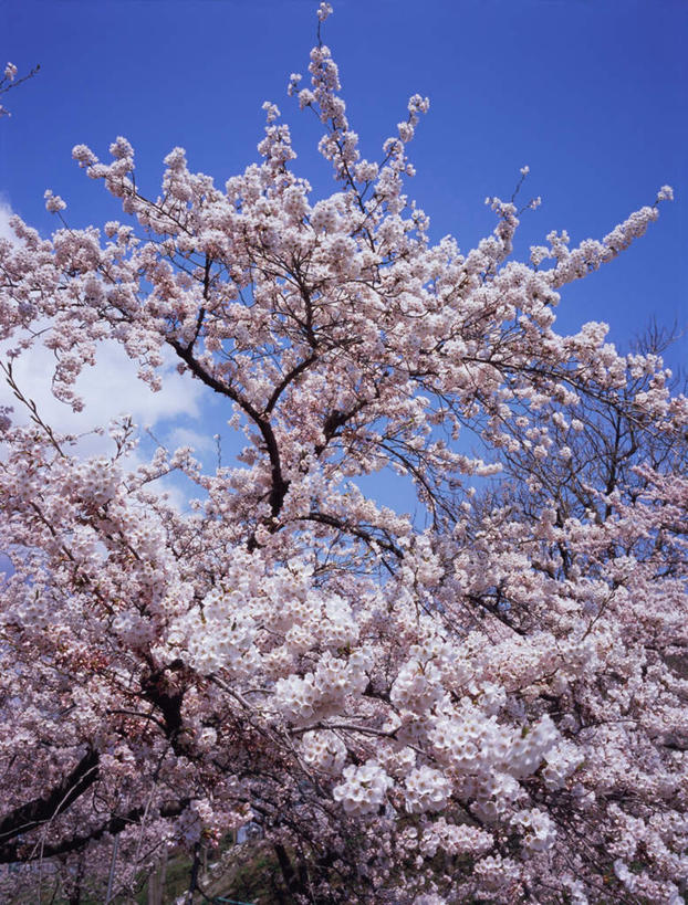 无人,竖图,室外,白天,仰视,度假,幸福,纯洁,美景,植物,城市风光,城市,樱花,日本,亚洲,盛开,景观,云,云朵,樱花树,花蕾,云彩,娱乐,花,花瓣,花朵,鲜花,树,树木,粉色,蓝色,白云,蓝天,天空,自然,天,花苞,花蕊,享受,休闲,景色,放松,生长,晴朗,成长,等待,生命,东亚,本州,本州岛,日本国,东北地方,山形,山形县,仙樱花,福岛樱,青肤樱,高尚,热烈,晴空,荆桃,彩图,低角度拍摄