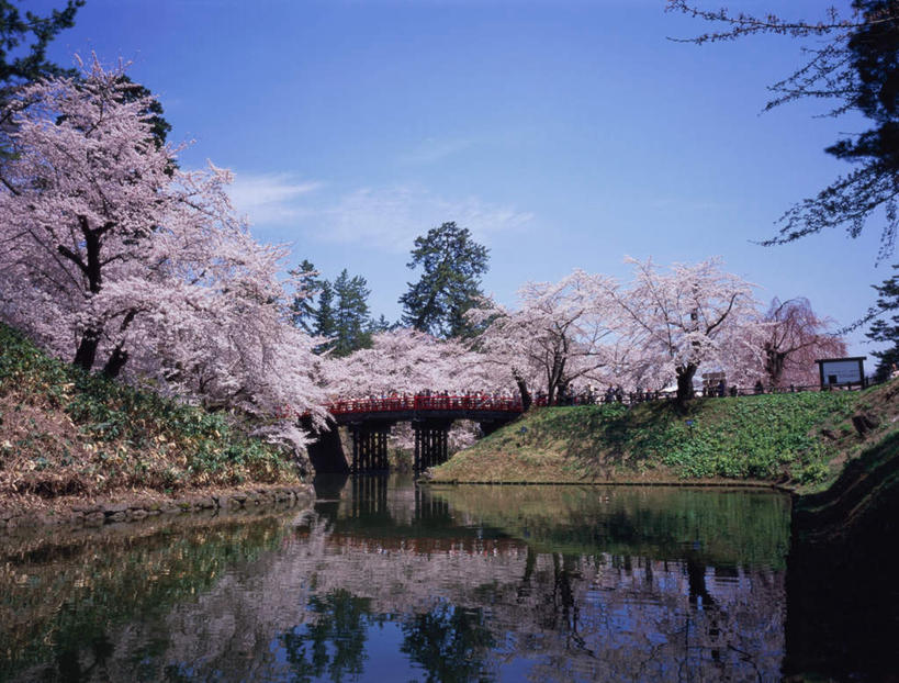 东方人,横图,室外,白天,正面,旅游,度假,幸福,纯洁,草地,草坪,河流,名胜古迹,水,植物,地标,樱花,日本,亚洲,遗迹,盛开,木板,河水,水流,云,云朵,桥,樱花树,木桥,许多人,花蕾,云彩,黄种人,古迹,文物,娱乐,古建筑,栈桥,草,花,花瓣,花朵,鲜花,树,树木,粉色,蓝色,绿色,白云,蓝天,天空,自然,天,花苞,花蕊,一群人,享受,休闲,旅游胜地,放松,生长,晴朗,成长,等待,人行桥,木板桥,生命,古文明,东亚,本州,本州岛,日本国,青森,青森县,东北地方,仙樱花,福岛樱,青肤樱,高尚,热烈,弘前,弘前市,弘前城,鹰冈城,老年男性,老年女性,男人,男性,女人,女性,亚洲人,晴空,荆桃,彩图,全身,标志性建筑