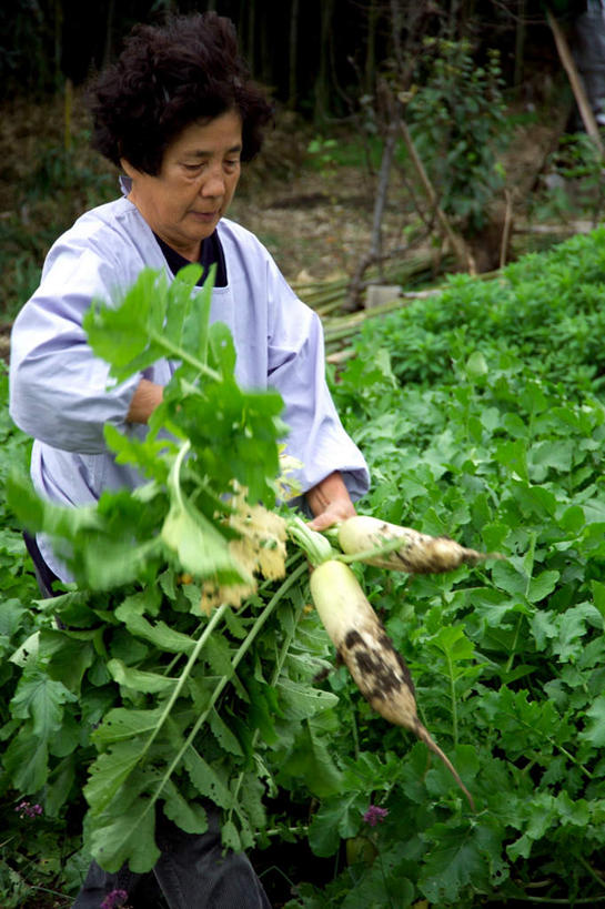 东方人,一个人,农民,农田,站,竖图,室外,白天,正面,庄稼,萝卜,白萝卜,蔬菜,亚洲,仅一个女性,仅一个人,握,服装,丰收,新鲜,食品,拿,拿着,注视,黄种人,食物,衣服,观察,看,站着,握着,服饰,仅一个老年女性,有机食品,绿色食品,收获,观看,察看,衣着,穿着,关注,衣饰,老年女性,女人,女性,亚洲人,佃农,农场主,农夫,农工,乡下人,小农,庄稼人,站立,半身,彩图,耕地,庄稼田