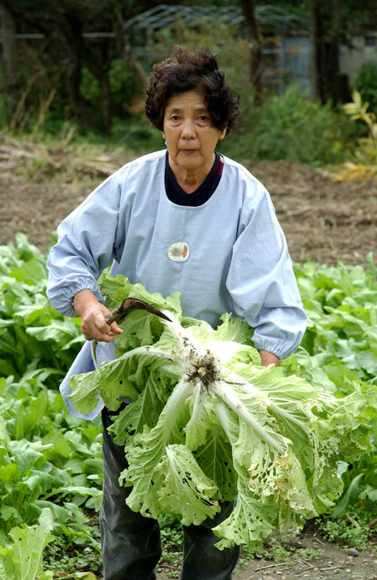 东方人,一个人,农民,农田,站,竖图,室外,白天,正面,庄稼,蔬菜,椰菜,卷心菜,亚洲,仅一个女性,仅一个人,握,服装,丰收,新鲜,食品,拿,拿着,注视,黄种人,食物,衣服,观察,看,站着,甘蓝,握着,服饰,仅一个老年女性,有机食品,绿色食品,收获,观看,察看,衣着,穿着,关注,衣饰,老年女性,女人,女性,亚洲人,结球甘蓝,甘兰,包心菜,佃农,农场主,农夫,农工,乡下人,小农,庄稼人,站立,半身,彩图,耕地,庄稼田