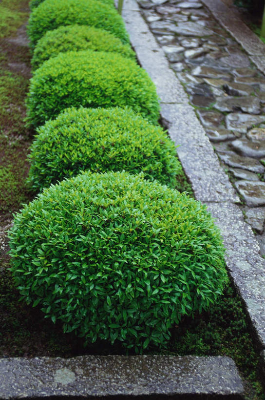 无人,花园,栏杆,竖图,俯视,室外,白天,旅游,度假,花圃,石头,名胜古迹,植物,标志建筑,地标,建筑,叶子,京都,日本,亚洲,一排,遗迹,整齐,石子,栅栏,围栏,绿叶,古迹,文物,娱乐,建设,古建筑,护栏,树,树木,排列,绿色,自然,享受,休闲,嫩叶,旅游胜地,放松,京都府,生长,成长,园林,队列,古文明,东亚,本州,本州岛,日本国,近畿地方,大德寺,近畿,叶,叶片,石块,小花园,彩图,高角度拍摄