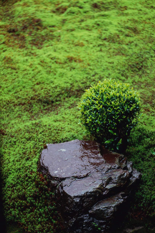 无人,花园,寺庙,竖图,俯视,室外,白天,旅游,度假,草地,草坪,花圃,石头,名胜古迹,植物,标志建筑,地标,建筑,叶子,京都,日本,亚洲,节日,遗迹,石子,绿叶,古迹,文化,文物,娱乐,建设,古建筑,草,树,树木,绿色,自然,庙宇,祈祷,享受,休闲,健康,嫩叶,旅游胜地,放松,许愿,宗教,佛教,信仰,京都府,生长,成长,纪念,园林,祈求,古文明,东亚,本州,本州岛,日本国,近畿地方,大德寺,近畿,释教,平安,叶,叶片,石块,岩石,小花园,彩图,高角度拍摄,庙,寺