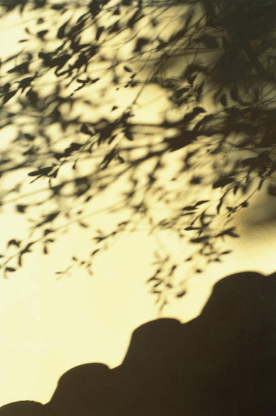 无人,寺庙,竖图,室外,白天,正面,旅游,度假,名胜古迹,标志建筑,地标,建筑,叶子,京都,日本,亚洲,阴影,节日,遗迹,光线,影子,屋檐,树影,古迹,文化,文物,娱乐,建设,古建筑,檐,树叶,阳光,庙宇,祈祷,享受,休闲,健康,旅游胜地,放松,许愿,宗教,佛教,信仰,京都府,纪念,祈求,剪影,古文明,东亚,本州,本州岛,日本国,近畿地方,大德寺,近畿,释教,平安,叶,叶片,彩图,庙,寺