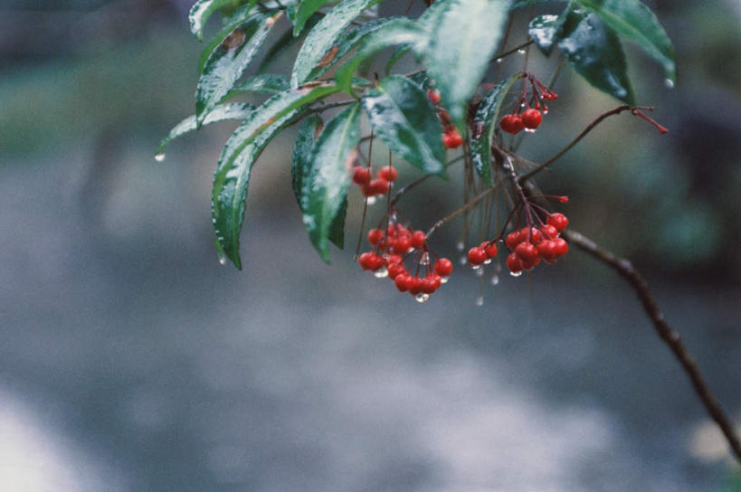 无人,横图,室外,特写,白天,正面,植物,浆果,水果,许多,朦胧,模糊,新鲜,果子,生食,食品,果实,枝干,树,树木,食物,红色,绿色,自然,有机食品,绿色食品,生长,成长,枝桠,彩图