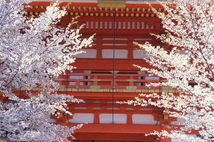 无人,家,寺庙,横图,室外,白天,仰视,旅游,度假,幸福,纯洁,花海,花圃,名胜古迹,家具,标志建筑,地标,建筑,樱花,叶子,京都,日本,亚洲,节日,遗迹,装饰,盛开,瓦片,房屋,庭院,屋檐,屋子,花蕾,古迹,文化,文物,娱乐,建设,古建筑,楼房,檐,住宅,花,花瓣,花朵,鲜花,红色,绿色,庙宇,花丛,花束,花田,花苞,花蕊,祈祷,享受,休闲,健康,旅游胜地,放松,许愿,宗教,佛教,信仰,京都府,等待,纪念,祈求,明亮,舒适,生命,宽敞,古文明,东亚,本州,本州岛,日本国,近畿地方,近畿,仙樱花,福岛樱,青肤樱,高尚,热烈,释教,东山区,八坂神社,平安,荆桃,彩图,低角度拍摄,房子,庙,寺