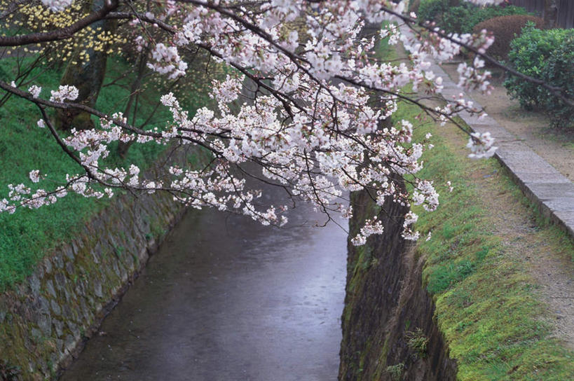 无人,横图,俯视,室外,白天,旅游,度假,幸福,纯洁,草地,草坪,花海,花圃,河流,名胜古迹,树林,水,植物,标志建筑,地标,建筑,樱花,叶子,京都,日本,亚洲,遗迹,盛开,河水,水流,花蕾,古迹,文物,娱乐,建设,古建筑,草,花,花瓣,花朵,鲜花,树,树木,绿色,小溪,自然,花丛,花束,花田,溪水,花苞,花蕊,享受,休闲,旅游胜地,放松,京都府,生长,成长,等待,生命,沟壑,古文明,东亚,本州,本州岛,日本国,近畿地方,近畿,仙樱花,福岛樱,青肤樱,高尚,热烈,哲学之道,左京区,荆桃,彩图,高角度拍摄