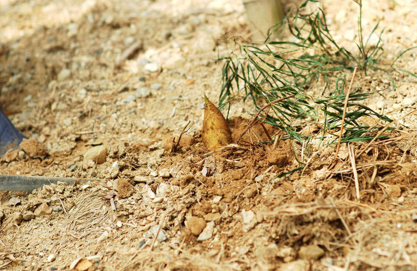 无人,横图,俯视,室外,特写,白天,纯洁,植物,竹子,蔬菜,叶子,新鲜,竹笋,食品,绿叶,食物,绿色,自然,春季,春天,嫩叶,有机食品,绿色食品,生长,成长,生机,希望,高雅,生命,春笋,奉献,质朴,正直,春日,担当,叶,叶片,竹,彩图,高角度拍摄,奋进,操守,四君子,岁寒三友,性坚,虚怀,虚心,善群,卓尔