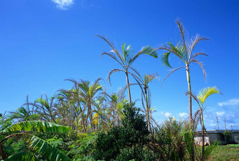 无人,横图,室外,白天,仰视,植物,棕榈树,叶子,日本,亚洲,阴影,光线,影子,云,云朵,绿叶,云彩,冲绳,树,树木,蓝色,绿色,白云,蓝天,天空,阳光,自然,天,嫩叶,生长,晴朗,成长,冲绳县,东亚,棕榈叶,琉球群岛,日本国,九州地方,宫古岛,宫古列岛,叶,叶片,晴空,彩图,低角度拍摄
