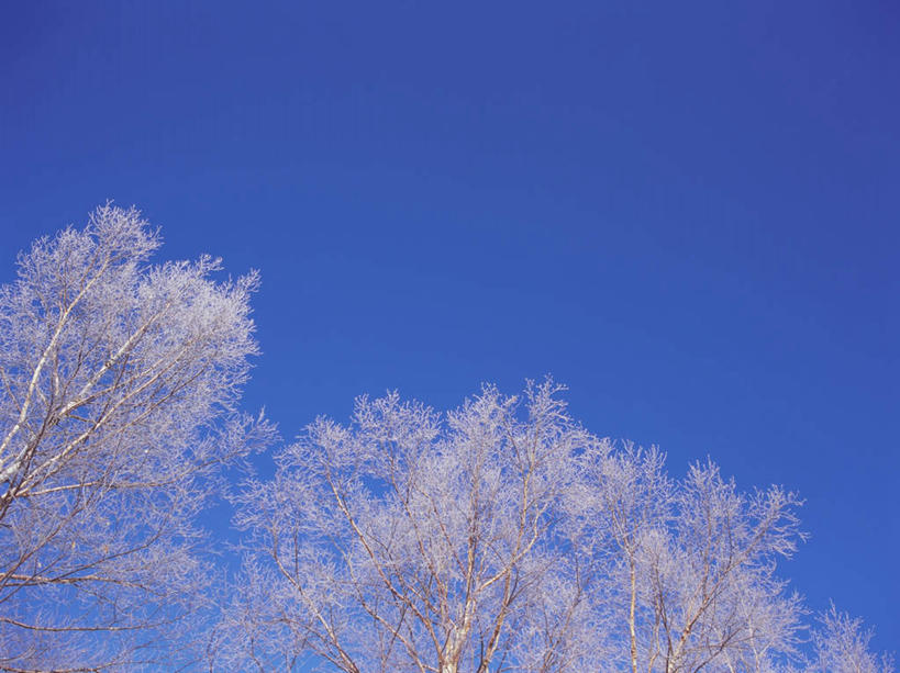 无人,横图,室外,白天,仰视,旅游,度假,美景,雪,植物,大雪,北海道,日本,亚洲,阴影,光线,影子,冰,积雪,景观,雪景,冬季,冬天,娱乐,树,树木,蓝色,绿色,蓝天,天空,阳光,自然,天,享受,休闲,景色,放松,寒冷,生长,晴朗,成长,冰冷,自然风光,雾凇,东亚,万里无云,日本国,北海道地方,北海道岛,严寒,冰凉,酷寒,凛冽,凛凛,极冷,树挂,晴空,晴空万里,彩图,低角度拍摄