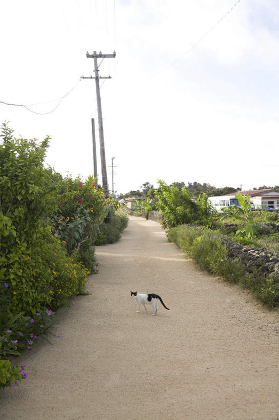 无人,站,竖图,室外,白天,正面,旅游,度假,植物,道路,路,宠物,猫,日本,亚洲,电力,电线,电线杆,线,云,云朵,小路,电能,交通,线路,云彩,娱乐,冲绳,树,树木,一只,绿色,白云,天空,自然,动物,天,站着,享受,休闲,放松,可爱,生长,成长,电,电源,冲绳县,能量,猫咪,东亚,琉球群岛,竹富岛,日本国,九州地方,八重山群岛,站立,彩图