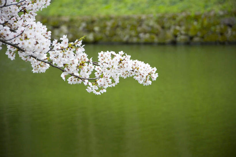 无人,横图,室外,白天,正面,幸福,纯洁,草地,草坪,植物,樱花,树丛,草,树,树木,树枝,粉色,蓝色,绿色,白色,蓝天,天空,自然,天,一枝,生长,晴朗,成长,等待,生命,万里无云,仙樱花,福岛樱,青肤樱,高尚,热烈,晴空,晴空万里,荆桃,彩图