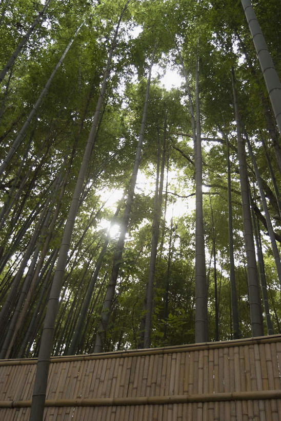 无人,栏杆,竖图,室外,白天,仰视,旅游,度假,纯洁,美景,竹子,叶子,京都,日本,亚洲,栅栏,景观,篱笆,围栏,绿叶,娱乐,护栏,自然,享受,休闲,嫩叶,景色,放松,京都府,高雅,自然风光,东亚,本州,本州岛,日本国,近畿地方,大德寺,近畿,奉献,质朴,正直,担当,叶,叶片,竹,彩图,低角度拍摄,奋进,操守,四君子,岁寒三友,性坚,虚怀,虚心,善群,卓尔