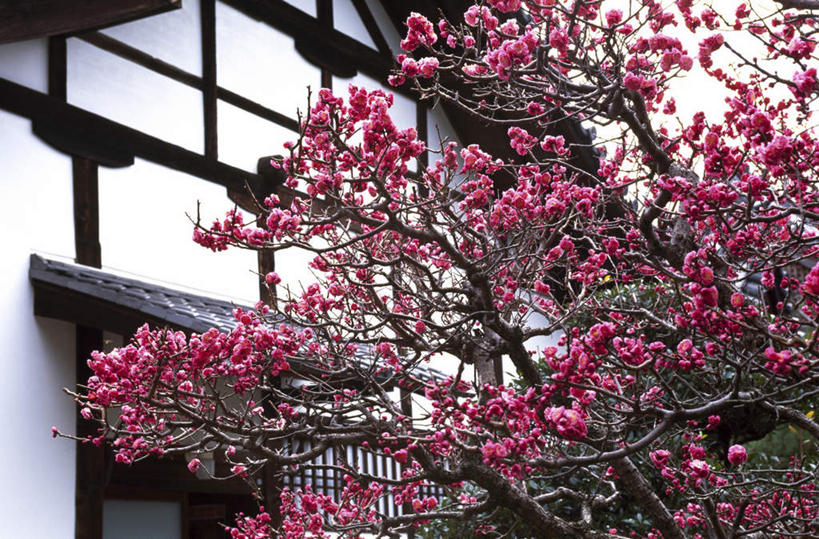 无人,家,横图,室外,白天,正面,度假,美景,城市风光,城市,京都,日本,亚洲,盛开,房屋,屋子,景观,梅花,花蕾,娱乐,楼房,住宅,花,花瓣,花朵,鲜花,花苞,花蕊,享受,休闲,景色,放松,京都府,高雅,坚强,东亚,本州,本州岛,日本国,近畿地方,近畿,梅,彩图,房子