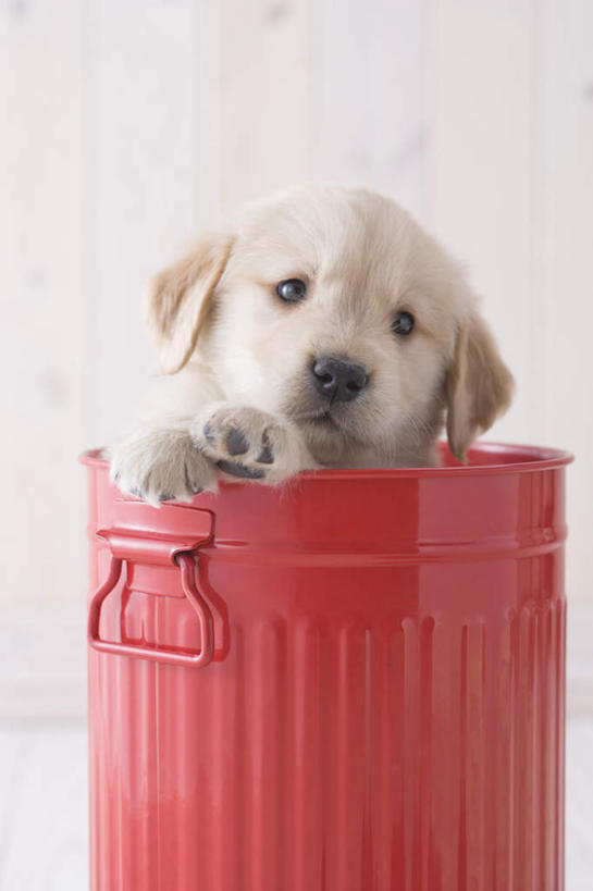 无人,站,竖图,室内,白天,正面,地板,宠物,狗,桶,地面,金毛犬,木地板,一只,动物,容器,站着,可爱,摄影,影棚,金毛,储藏,储存,金毛寻回犬,忠诚,犬,站立,半身,彩图,影棚拍摄,拍摄,贮存