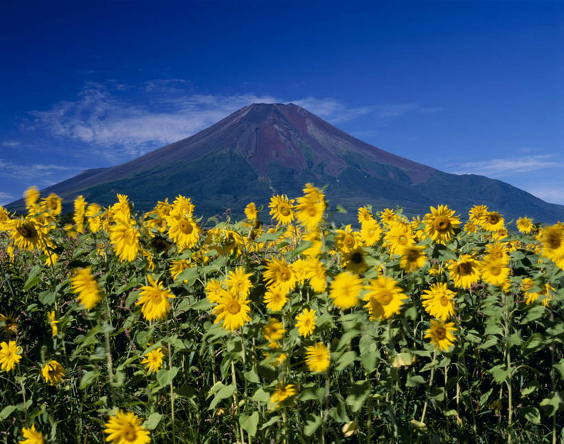 无人,横图,室外,白天,正面,旅游,度假,花海,花圃,火山,美景,向日葵,叶子,富士山,静冈县,日本,亚洲,盛开,景观,云,云朵,花蕾,云彩,娱乐,花,花瓣,花朵,鲜花,黄色,蓝色,绿色,白云,蓝天,天空,自然,花丛,花束,花田,天,花苞,花蕊,享受,休闲,景色,放松,自然风光,东亚,本州,本州岛,日本国,中部地方,静冈,山梨,山梨县,活火山,死火山,休眠火山,玩耍,彩图