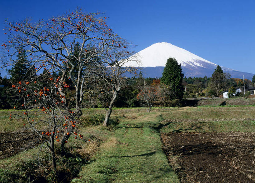 无人,横图,室外,白天,正面,旅游,度假,草地,草坪,火山,美景,山,树林,植物,富士山,静冈县,日本,亚洲,景观,山峰,山峦,娱乐,草,树,树木,蓝色,绿色,蓝天,天空,自然,天,享受,休闲,景色,放松,生长,晴朗,成长,自然风光,东亚,本州,万里无云,本州岛,日本国,中部地方,静冈,山梨,山梨县,活火山,死火山,休眠火山,晴空,晴空万里,玩耍,彩图