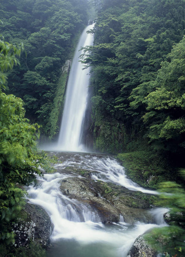 无人,竖图,室外,白天,正面,旅游,度假,美景,瀑布,森林,树林,水,植物,叶子,日本,亚洲,飞溅,溅,液体,景观,绿叶,娱乐,树,树木,绿色,自然,享受,休闲,嫩叶,景色,放松,生长,成长,喷洒,自然风光,东亚,本州,本州岛,日本国,近畿地方,近畿,和歌山,和歌山县,叶,叶片,跌水,彩图