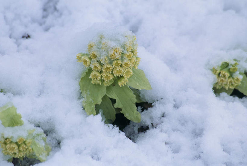 无人,横图,俯视,室外,白天,旅游,度假,花海,花圃,美景,雪,大雪,叶子,日本,亚洲,盛开,积雪,景观,雪景,冬天,花蕾,娱乐,花,花瓣,花朵,鲜花,黄色,绿色,自然,花丛,花束,花田,花苞,花蕊,享受,休闲,景色,放松,自然风光,东亚,本州,本州岛,日本国,中部地方,蜂斗菜,新潟,新潟县,彩图,高角度拍摄