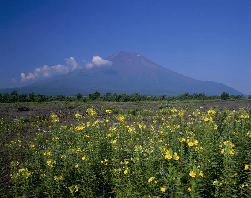 无人,横图,室外,白天,正面,旅游,度假,幸福,纯洁,火山,美景,山,富士山,静冈县,日本,亚洲,盛开,景观,山峰,云,云朵,山峦,花蕾,云彩,娱乐,花,花瓣,花朵,鲜花,蓝色,白云,蓝天,天空,自然,天,花苞,花蕊,享受,休闲,独立,景色,放松,夜来香,美好,自然风光,东亚,本州,本州岛,日本国,中部地方,静冈,山梨,山梨县,反叛,夜香花,活火山,死火山,休眠火山,彩图