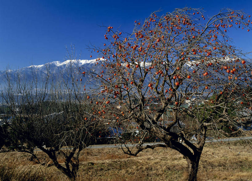 东方人,无人,横图,室外,白天,正面,旅游,度假,美景,山,雪,植物,大雪,柿子,水果,长野县,日本,亚洲,枯萎,积雪,景观,山峰,雪景,冬天,枯草,柿子树,山峦,注视,黄种人,娱乐,草,树,树木,黄色,蓝色,绿色,蓝天,天空,自然,天,观察,看,享受,休闲,日本人,景色,放松,生长,晴朗,成长,观看,察看,关注,自然风光,东亚,本州,万里无云,本州岛,日本国,中部地方,长野,亚洲人,晴空,晴空万里,彩图