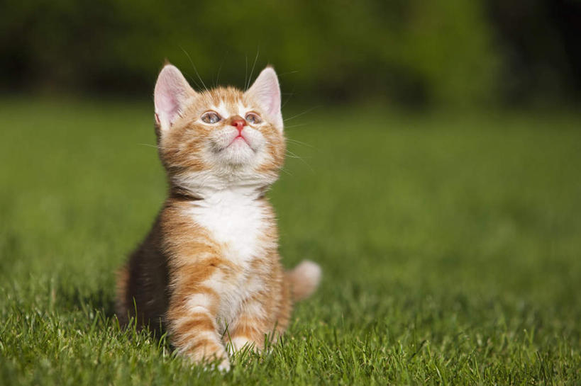 无人,坐,横图,室外,特写,白天,正面,旅游,度假,草地,草坪,美景,植物,宠物,猫,德国,欧洲,朦胧,模糊,景观,注视,娱乐,草,一只,绿色,自然,动物,观察,看,享受,休闲,景色,放松,可爱,观看,察看,西欧,关注,自然风光,猫咪,德意志联邦共和国,巴伐利亚,巴伐利亚州,拜恩州,拜恩自由州,抬头,仰头,坐着,彩图,全身