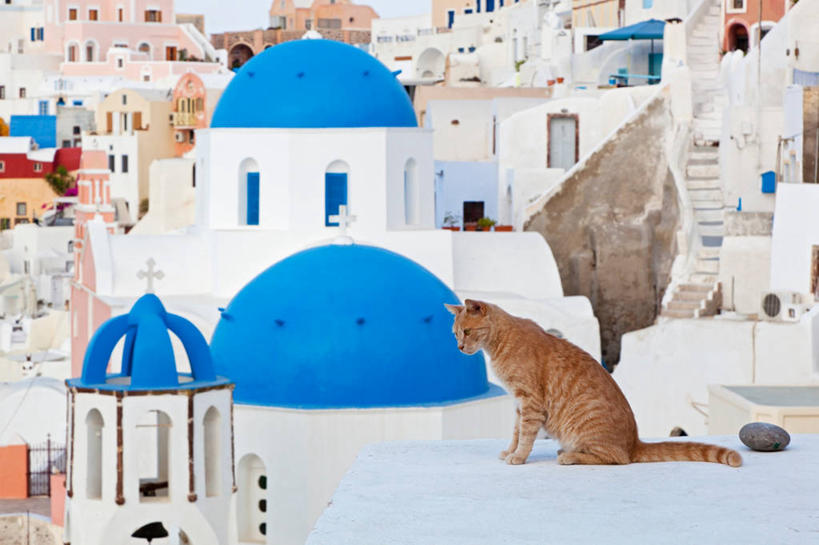 无人,家,教堂,坐,横图,室外,白天,侧面,旅游,度假,名胜古迹,标志建筑,地标,建筑,宠物,猫,希腊,欧洲,节日,遗迹,房屋,屋子,公寓,建筑群,注视,古迹,文化,文物,娱乐,建设,古建筑,洋房,楼房,住宅,一只,动物,低头,观察,看,祈祷,享受,休闲,健康,旅游胜地,放松,可爱,许愿,宗教,信仰,观看,纪念,祈求,察看,基克拉迪群岛,圣托里尼岛,关注,猫咪,信念,古文明,希腊共和国,基克拉泽斯群岛,平安,坐着,彩图,全身,房子,大教堂,礼拜堂,费拉