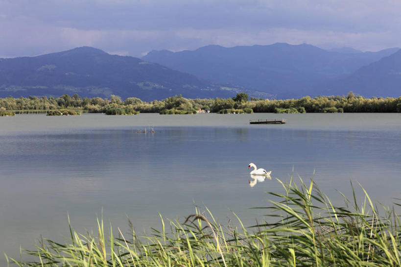 无人,横图,室外,白天,正面,旅游,度假,草地,草坪,湖,湖泊,美景,山,山脉,水,植物,鸟,奥地利,欧洲,飞翔,伸展,张开,展翅,阴影,飞行,光线,翅膀,鸟类,影子,湖面,景观,山峰,水流,水面,云,云朵,山峦,翱翔,云彩,娱乐,飞,草,树,树木,一只,蓝色,绿色,白云,蓝天,天空,阳光,自然,湖水,群山,天,享受,休闲,景色,放松,生长,晴朗,成长,淡水湖,自然风光,张开翅膀,中欧,奥地利共和国,展开翅膀,博登湖,福拉尔贝格,福拉尔贝格州,康斯坦茨湖,晴空,彩图,全身