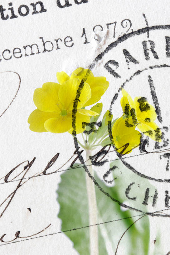 无人,竖图,俯视,室内,特写,白天,静物,叶子,一张,阴影,盛开,反射,传递,信息,英文,标志,文字,影子,字符,字母,绿叶,明信片,联系,花蕾,标识,花,花瓣,花朵,鲜花,两朵,黄色,卡片,花苞,花蕊,嫩叶,联络,通信,纪念,留念,英文字母,印章,怀念,宣传,记念,樱草花,独一,仅有,唯一,唯有,惟一,惟有,叶,叶片,彩图,高角度拍摄,收藏,邮戳