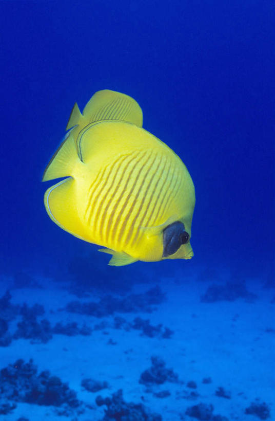 游泳,无人,竖图,室外,白天,正面,海底,水下,海浪,海洋,美景,热带鱼,阴影,光线,鱼,影子,景观,浪花,水底,注视,鱼类,海洋生物,一只,黄色,阳光,自然,海水,观察,看,景色,海底世界,观看,察看,关注,自然风光,水生动物,水生物,蝴蝶鱼,海景,海底动物,泅水,拍浮,大海,风浪,海,海床,海水的波动,近岸浪,涌浪,彩图,全身