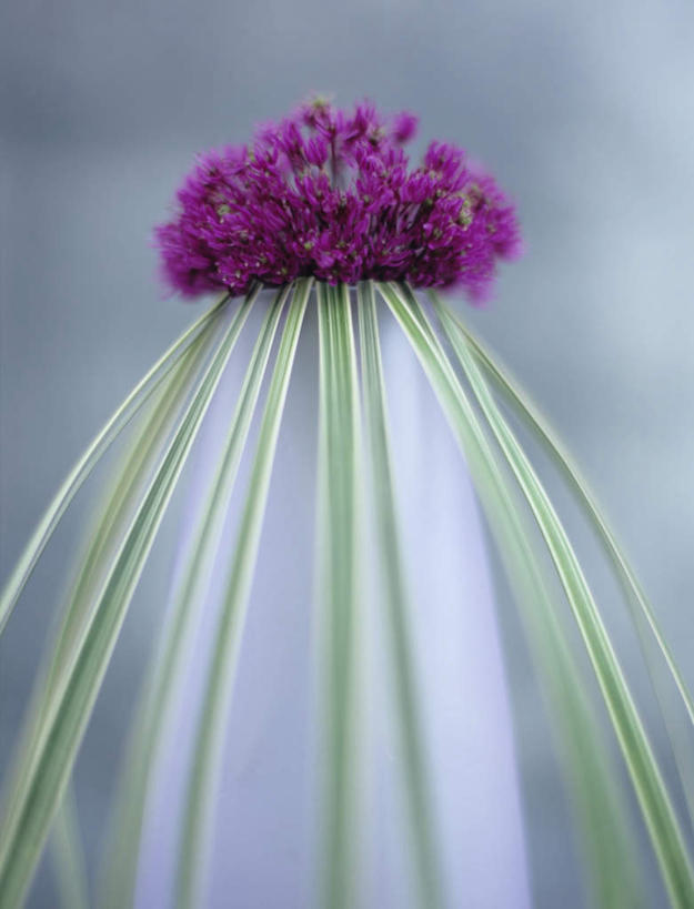 无人,竖图,室内,特写,白天,正面,叶子,朦胧,模糊,盛开,绿叶,花蕾,花,花瓣,花朵,鲜花,红色,花苞,花蕊,嫩叶,摄影,影棚,叶,叶片,彩图,影棚拍摄,拍摄,洋葱花