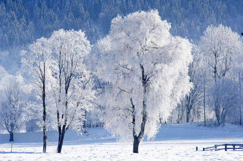 无人,横图,室外,白天,正面,旅游,度假,美景,森林,山,树林,雪,雪山,植物,大雪,奥地利,欧洲,阴影,光线,影子,冰,积雪,景观,山峰,雪景,冬季,冬天,山峦,娱乐,树,树木,绿色,阳光,自然,享受,休闲,景色,放松,寒冷,生长,成长,冰冷,自然风光,中欧,首府,萨尔斯堡,严寒,奥地利共和国,冰凉,酷寒,凛冽,凛凛,极冷,萨尔茨堡,萨尔茨堡州,彩图