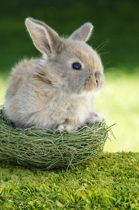 无人,坐,竖图,室外,特写,白天,正面,草地,草坪,植物,哺乳动物,朦胧,模糊,兔子,鸟窝,注视,侧身,草,一只,绿色,动物,观察,看,观看,兔,察看,关注,坐着,彩图