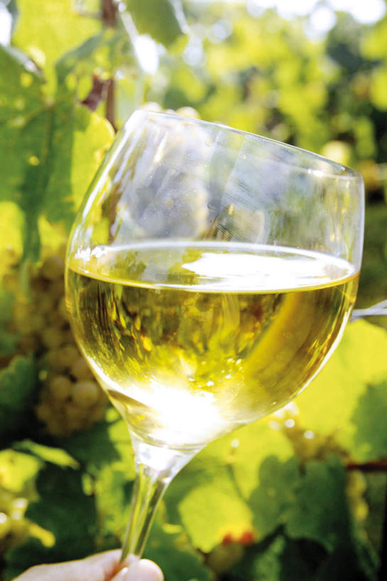 红酒,葡萄酒,西方人,手,一个人,果园,竖图,室外,特写,白天,正面,田园,杯子,叶子,欧洲,欧洲人,仅一个男性,仅一个人,握,阴影,朦胧,模糊,光线,高脚杯,影子,绿叶,红酒杯,白葡萄酒,酒类,一杯,葡萄园,架子,玻璃制品,酒,饮料,仅一个年轻男性,一个,阳光,酒杯,庄园,手部,嫩叶,握着,单个,单手,支撑,固定,葡萄酒杯,葡萄架,男人,男性,年轻男性,白种人,叶,叶片,玻璃杯,半身,彩图