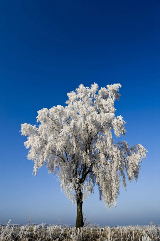 无人,竖图,室外,白天,正面,旅游,度假,美景,雪,植物,大雪,德国,欧洲,阴影,光线,影子,积雪,景观,雪景,冬季,冬天,娱乐,树,树木,蓝色,绿色,蓝天,天空,阳光,自然,天,享受,休闲,景色,放松,寒冷,白桦,生长,晴朗,成长,西欧,自然风光,万里无云,德意志联邦共和国,严寒,下萨克森州,下萨克森,晴空,晴空万里,桦树,桦皮树,桦木,彩图