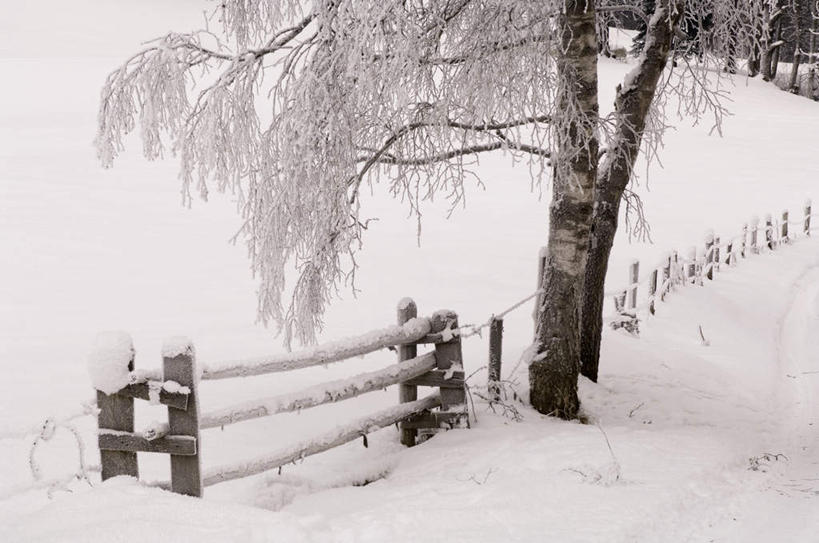 无人,栏杆,横图,室外,白天,正面,旅游,度假,美景,森林,树林,雪,植物,大雪,奥地利,欧洲,栅栏,积雪,景观,篱笆,雪景,冬季,冬天,围栏,娱乐,护栏,树,树木,绿色,自然,享受,休闲,景色,放松,寒冷,生长,成长,自然风光,中欧,首府,萨尔斯堡,严寒,奥地利共和国,萨尔茨堡,萨尔茨堡州,彩图