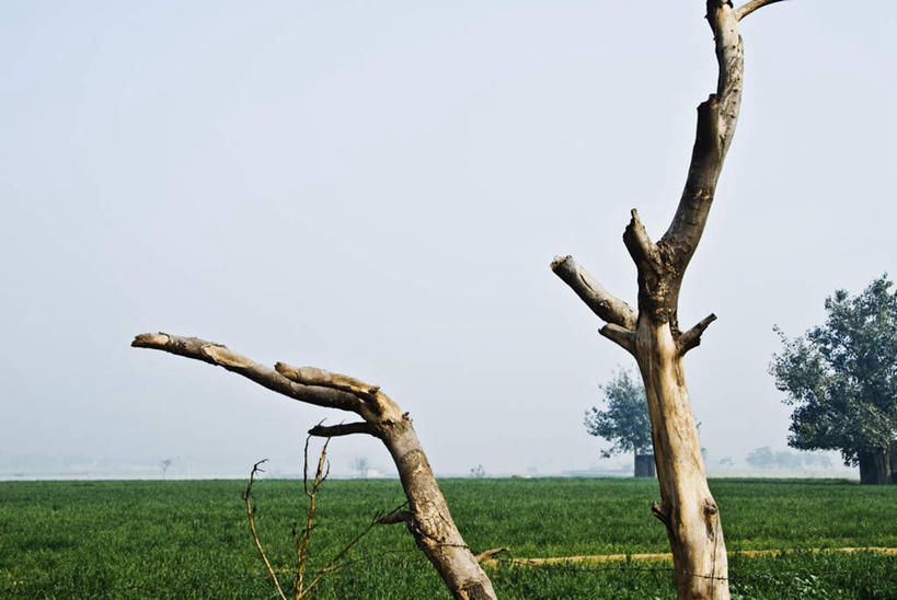 无人,横图,室内,白天,正面,旅游,度假,草地,草坪,美景,植物,印度,亚洲,阴影,枯萎,光线,影子,景观,枯草,枝条,娱乐,草,树枝,黄色,蓝色,绿色,蓝天,天空,阳光,自然,天,享受,休闲,景色,放松,晴朗,自然风光,南亚,万里无云,印度共和国,虬枝,枝杈,哈里亚纳,哈里亚纳邦,晴空,晴空万里,彩图