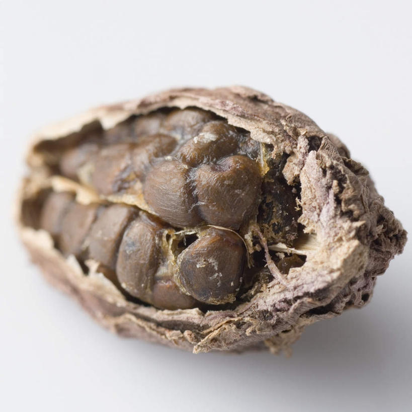 无人,横图,俯视,室内,特写,白天,白色背景,植物,朦胧,模糊,草药,药草,中药,一个,摄影,影棚,单个,豆蔻,药材,中草药,中药材,本草,消食,白豆蔻,彩图,高角度拍摄,影棚拍摄,拍摄,开胃