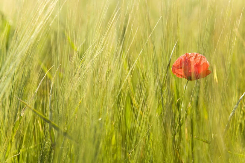 无人,横图,室外,特写,白天,正面,旅游,度假,草地,草坪,花海,花圃,美景,植物,罂粟,叶子,德国,欧洲,朦胧,模糊,盛开,景观,草药,花蕾,娱乐,中药,草,花,花瓣,花朵,花卉,鲜花,一朵,红色,绿色,自然,花丛,花束,花田,花苞,花蕊,享受,休闲,景色,放松,毒品,西欧,自然风光,药材,中草药,中药材,本草,德意志联邦共和国,止痛,镇静,安眠,红罂粟,巴伐利亚,巴伐利亚州,拜恩州,拜恩自由州,罂粟花,米囊花,彩图