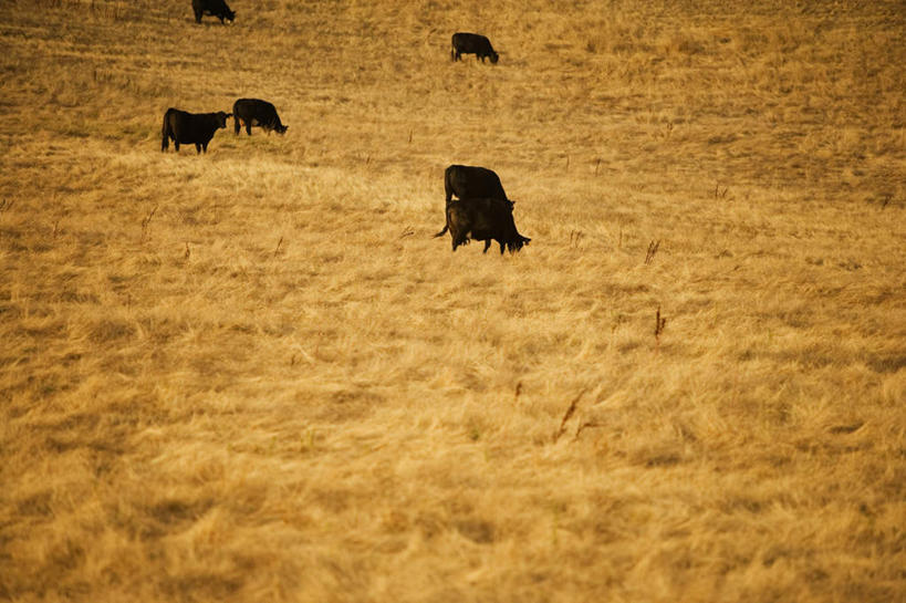 无人,横图,俯视,室外,白天,旅游,度假,畜牧业,草地,草坪,美景,植物,牛,许多,枯萎,景观,枯草,娱乐,家禽,草,黄色,绿色,自然,动物,享受,休闲,家畜,景色,放松,牲畜,自然风光,五头,彩图,高角度拍摄,全身