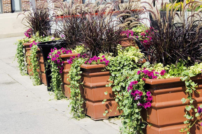 无人,横图,室外,白天,正面,度假,美景,植物,城市风光,城市,道路,路,公路,阴影,盛开,光线,盆栽,影子,景观,盆景,交通,花蕾,娱乐,花,花瓣,花朵,鲜花,绿色,阳光,自然,花苞,花蕊,享受,休闲,景色,放松,生长,成长,马路,彩图