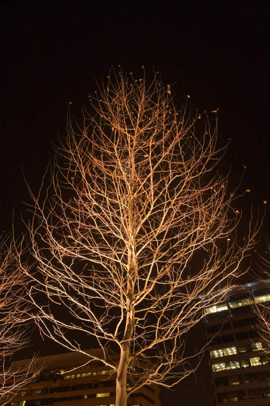 无人,家,竖图,室外,夜晚,仰视,度假,美景,树林,植物,城市风光,城市,路灯,照明,美国,阴影,光线,影子,房屋,屋子,景观,公寓,灯光,娱乐,洋房,楼房,住宅,灯,树,树木,绿色,自然,享受,休闲,景色,放松,生长,成长,照亮,北美,北美洲,照明设备,美洲,马里兰州,自由之州,战线之州,巴尔的摩,马里兰,北亚美利加洲,亚美利加洲,小美国,彩图,低角度拍摄,房子