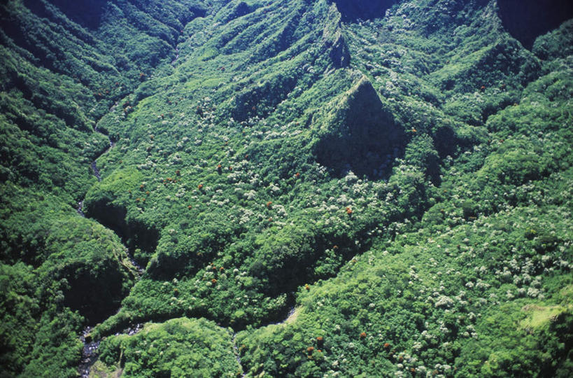 无人,横图,俯视,室外,白天,旅游,度假,岛屿,石头,美景,森林,山,山脉,树林,植物,夏威夷,美国,石子,景观,山顶,山峰,山峦,娱乐,树,树木,绿色,自然,群山,享受,休闲,景色,放松,生长,成长,北美,北美洲,自然风光,美洲,沉积岩,夏威夷岛,夏威夷州,爱洛哈之州,北亚美利加洲,亚美利加洲,大岛,颠峰,极峰,水成岩,列岛,群岛,石块,岩石,诸岛,彩图,高角度拍摄