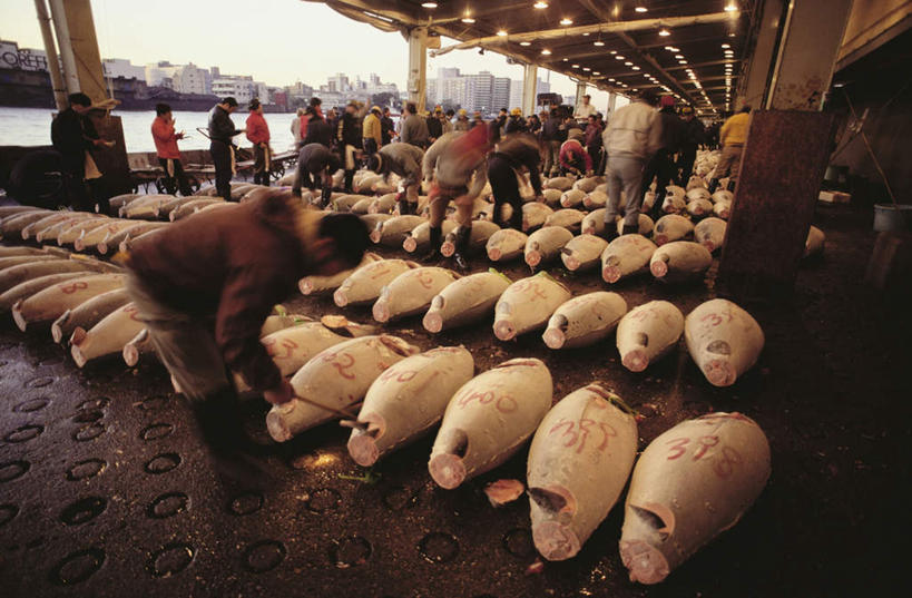 海鲜,东方人,站,横图,俯视,室内,白天,购物,度假,消费,美景,城市风光,城市,照明,东京,日本,亚洲,许多,阴影,服装,光线,鱼,灯泡,影子,景观,灯光,集市,市场,很多,许多人,鲔鱼,黄种人,娱乐,水产,金枪鱼,鱼类,海洋生物,灯,衣服,灯具,站着,一群人,享受,休闲,景色,放松,金融,服饰,白炽灯,照亮,吞拿鱼,衣着,穿着,水生动物,海产品,水生物,选购,贸易,东亚,海底动物,照明工具,本州,关东地方,本州岛,日本国,东京都,白炽灯泡,衣饰,筑地,筑地市场,男人,男性,中年男性,亚洲人,站立,彩图,高角度拍摄,全身,鱼市
