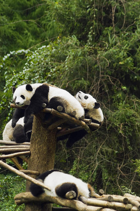 无人,躺,攀登,竖图,室外,白天,正面,旅游,度假,美景,森林,树林,植物,野生动物,熊猫,四只,景观,树桩,注视,娱乐,树,树干,树木,绿色,白色,黑色,自然,动物,观察,看,享受,休闲,爬,木桩,景色,放松,可爱,活泼,生长,成长,观看,察看,关注,自然风光,大熊猫,猫熊,卧着,攀爬,躺着,卧,彩图,全身