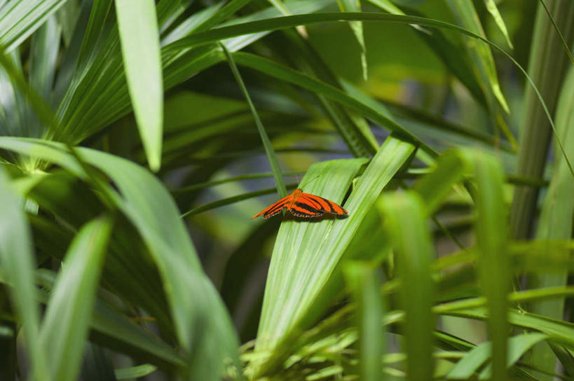 无人,横图,俯视,室外,白天,旅游,度假,美景,蝴蝶,叶子,伸展,张开,展翅,阴影,朦胧,模糊,光线,翅膀,昆虫,影子,景观,绿叶,停留,娱乐,一只,阳光,自然,动物,享受,休闲,橙色,嫩叶,景色,放松,蛱蝶,停止,自然风光,益虫,张开翅膀,四足蝶,逗留,停顿,展开翅膀,橘釉蛱蝶,叶,叶片,彩图,高角度拍摄,全身