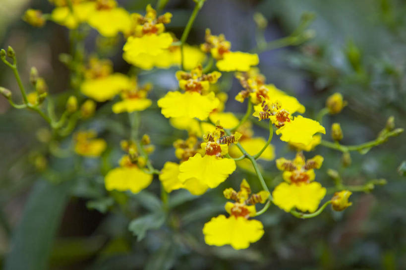 无人,横图,俯视,室外,特写,白天,花海,花圃,植物,文心兰,叶子,朦胧,模糊,盛开,透明,辉煌,花蕾,花,花瓣,花朵,花卉,鲜花,黄色,绿色,花丛,花束,花田,花苞,花蕊,健康,活泼,希望,暖色,隐藏,光辉,爱恋,光明,功名,轻快,跳舞兰,瘤瓣兰,金蝶兰,彩图,高角度拍摄