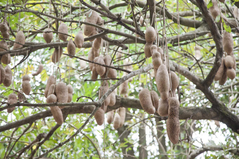 无人,横图,室外,白天,仰视,美景,森林,树林,植物,台湾,中国,亚洲,许多,吊挂,悬挂,景观,肉,香肠,腊肠,很多,挂,猪肉,肉类,树,树木,绿色,自然,景色,生长,成长,自然风光,肉食,东亚,豚肉,台南市,港澳台,中华人民共和国,台湾省,台南,彩图,低角度拍摄,台